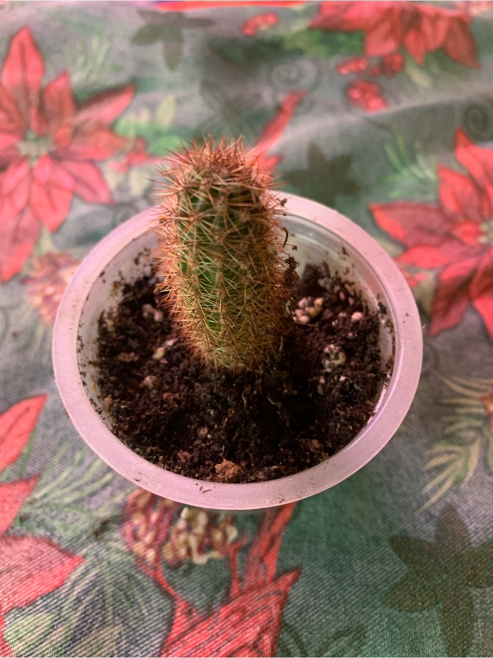Baby Columnar Cactus